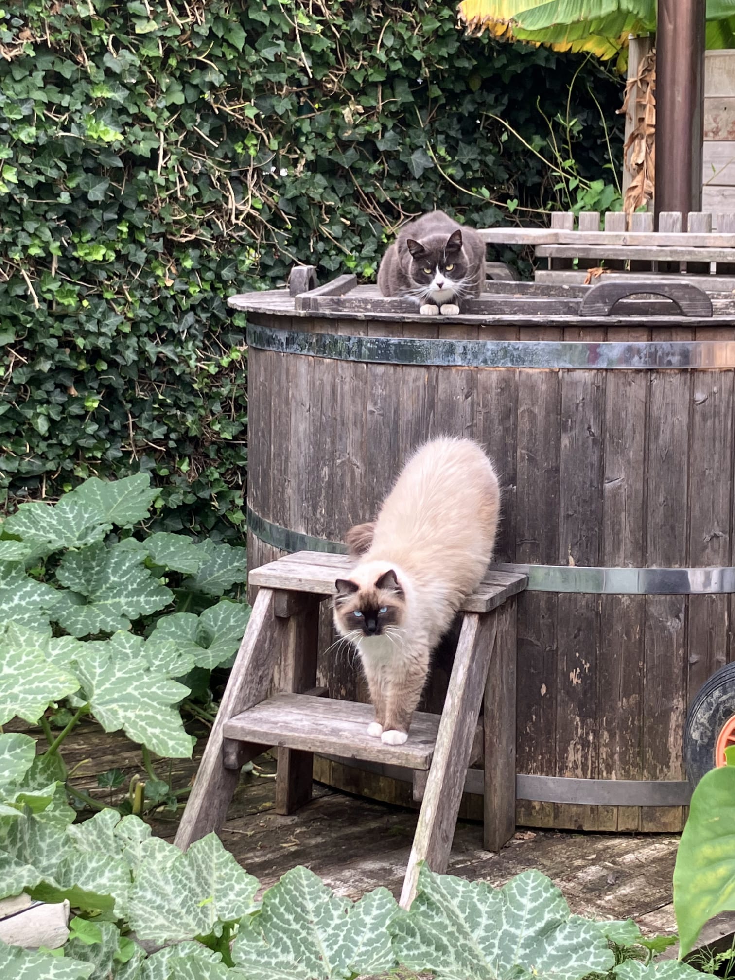 Kat die Sylvie verzorgt
