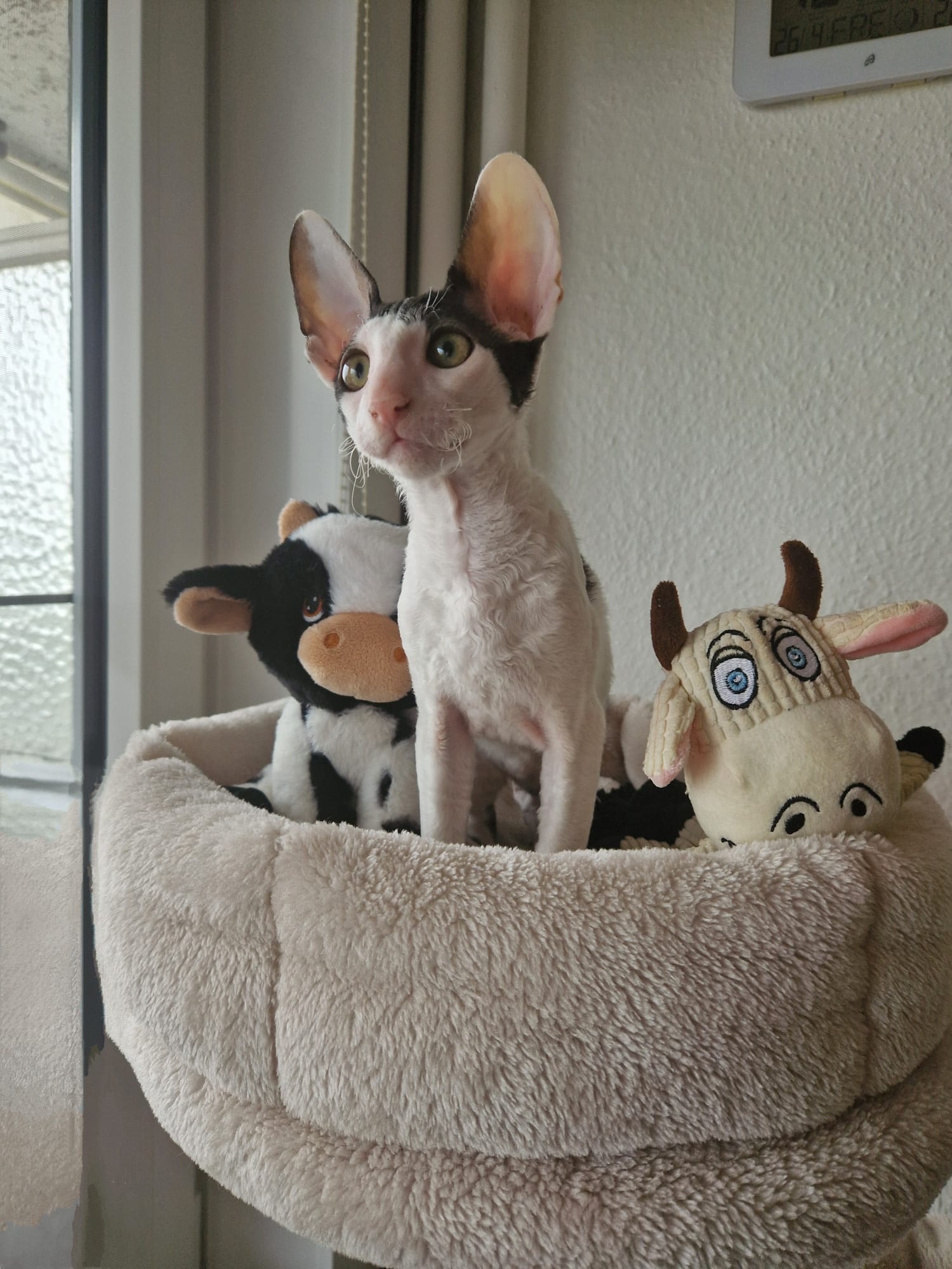 Kat die Sylvie verzorgt