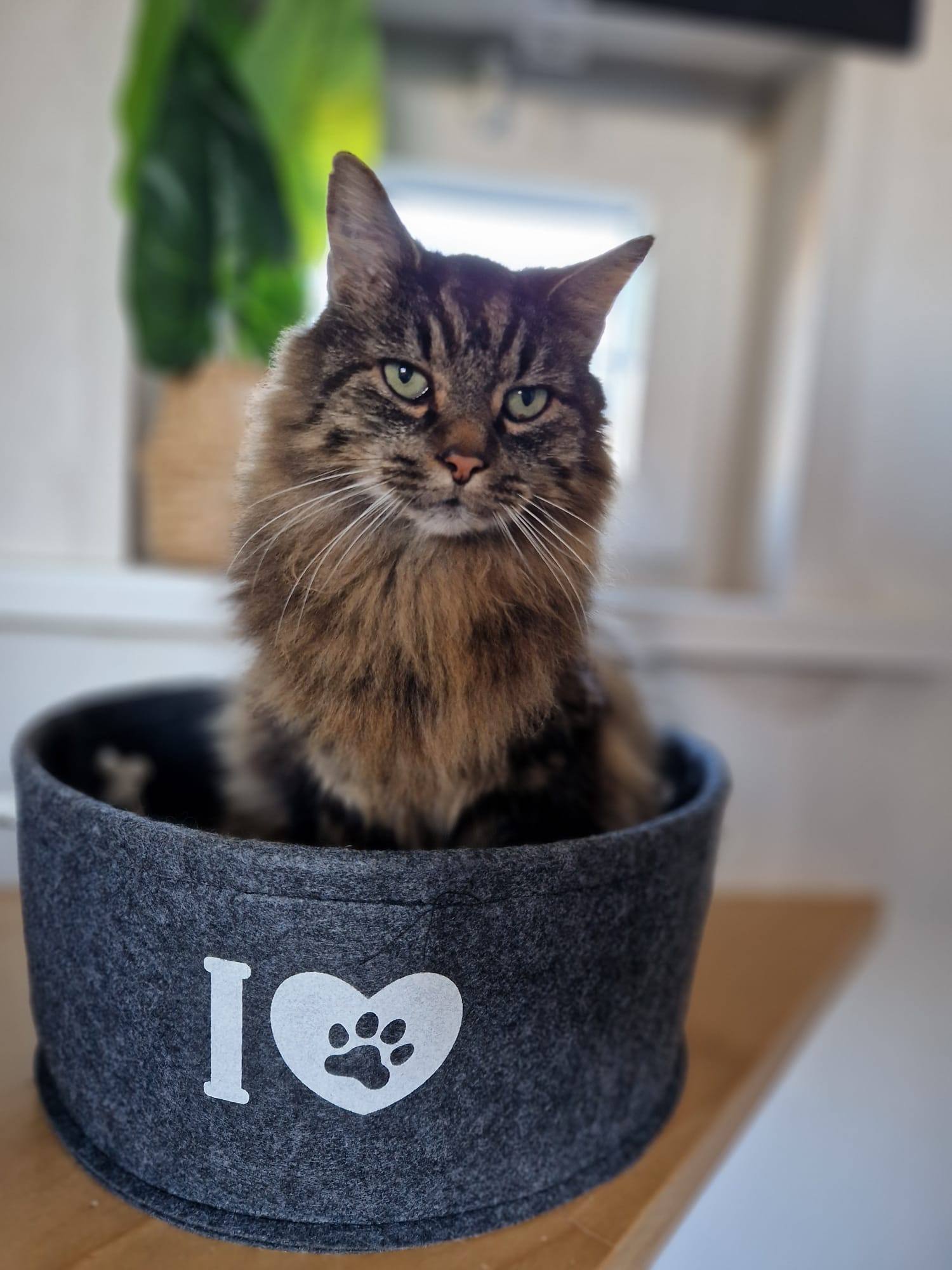 Kat die Sylvie verzorgt